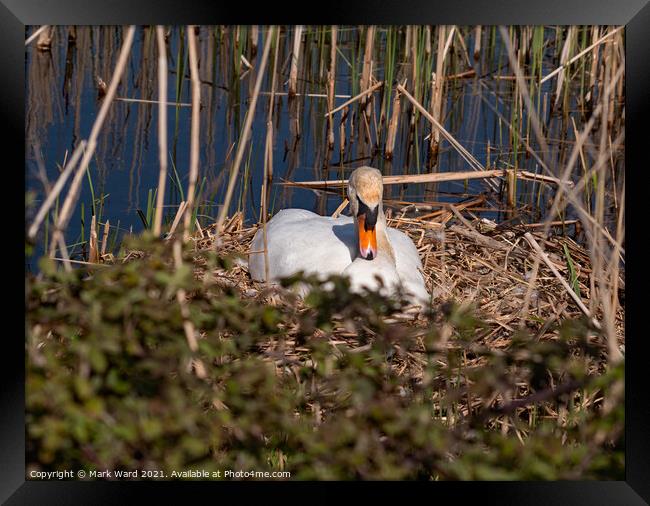 Swan on the Nest. Framed Print by Mark Ward