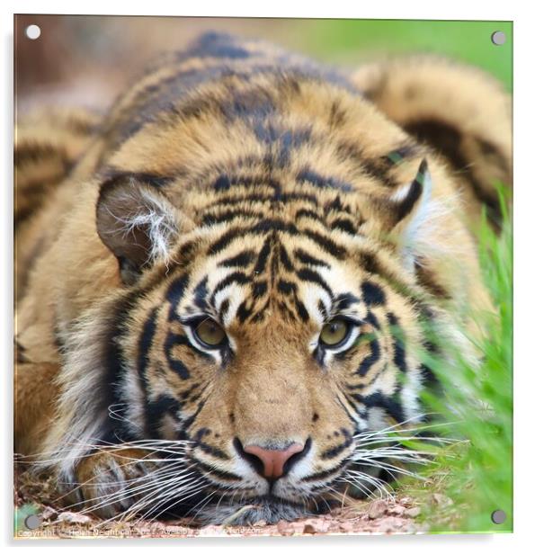 sumartran tiger Acrylic by Helen Neighbour