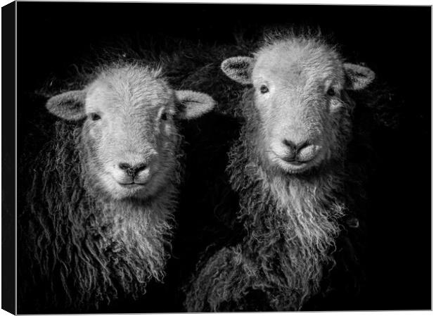 Herdwick Sheep -Monochrome. Canvas Print by Colin Allen