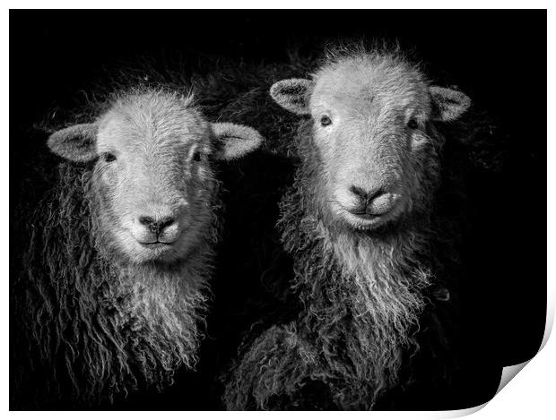Herdwick Sheep -Monochrome. Print by Colin Allen