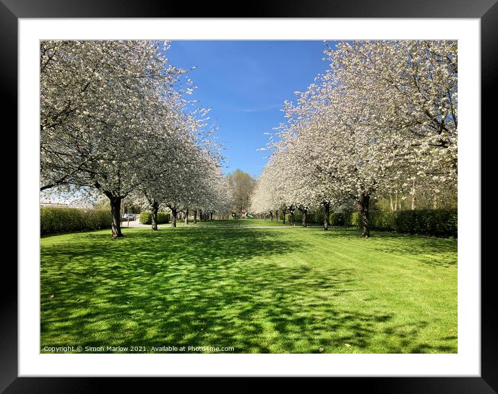 Enchanting Cherry Blossom Paradise Framed Mounted Print by Simon Marlow
