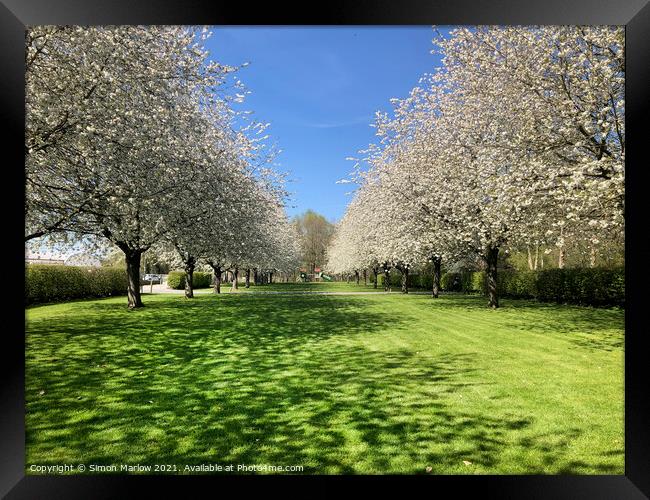 Enchanting Cherry Blossom Paradise Framed Print by Simon Marlow