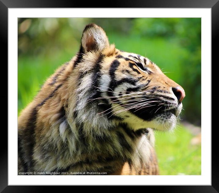 A tiger looking at the camera Framed Mounted Print by Helen Neighbour