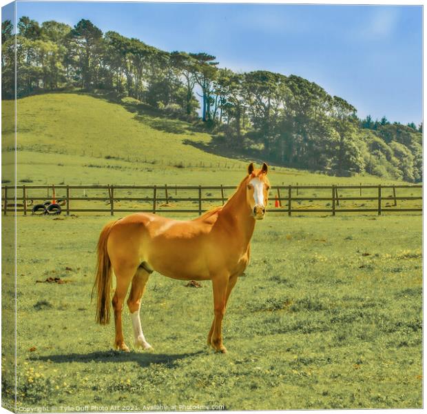 Chestnut Arab  Pony  Canvas Print by Tylie Duff Photo Art