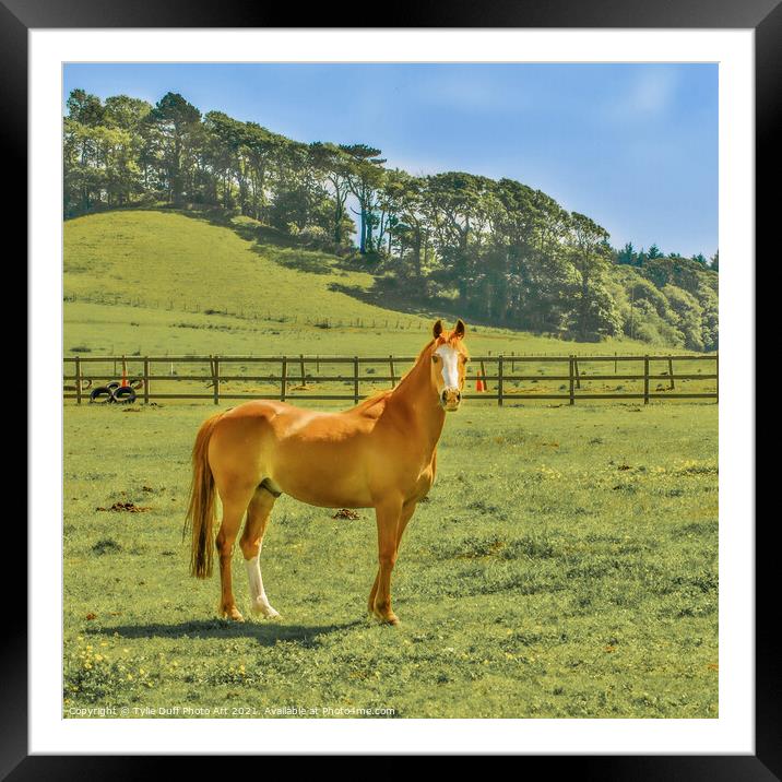 Chestnut Arab  Pony  Framed Mounted Print by Tylie Duff Photo Art