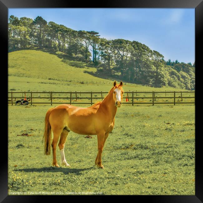 Chestnut Arab  Pony  Framed Print by Tylie Duff Photo Art