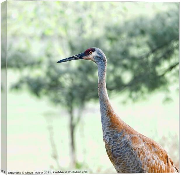 Sandhill Crane Portrait 4 Canvas Print by Steven Ralser