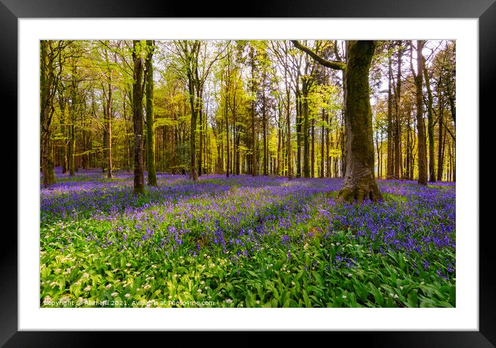 The late evening sun beams through a clump of beech trees in Dor Framed Mounted Print by Alan Hill