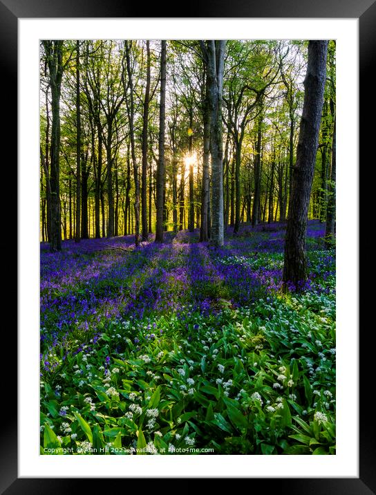The late evening sun beams through a clump of beech trees in Dor Framed Mounted Print by Alan Hill