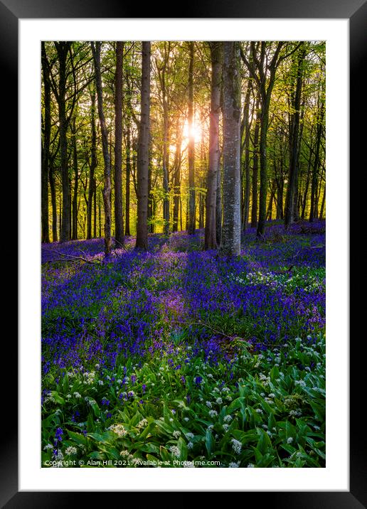 Late evening sun beams through a clump of beech trees in Dorset Framed Mounted Print by Alan Hill