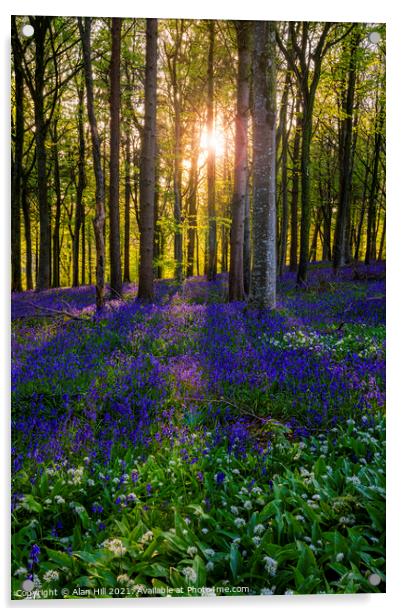 Late evening sun beams through a clump of beech trees in Dorset Acrylic by Alan Hill