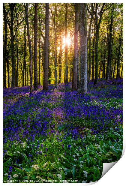 Late evening sun beams through a clump of beech trees in Dorset Print by Alan Hill