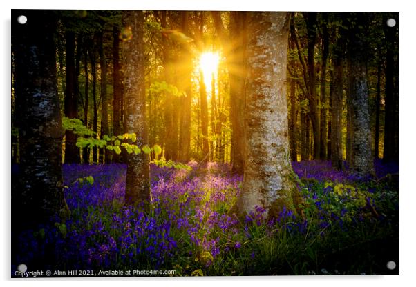 The late evening sun beams through a clump of beech trees in Dor Acrylic by Alan Hill