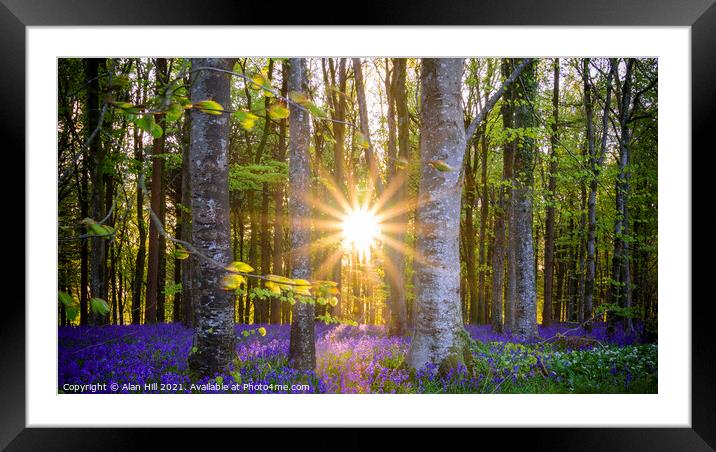 The late evening sun beams through a clump of beech trees in Dor Framed Mounted Print by Alan Hill