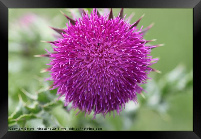 musk thistle Framed Print by steve livingstone