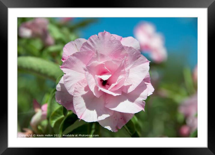 Adenium flower Framed Mounted Print by Kevin Hellon