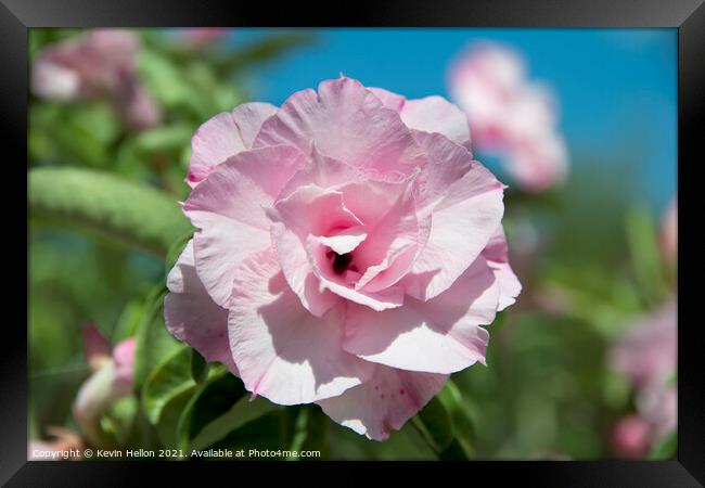 Adenium flower Framed Print by Kevin Hellon