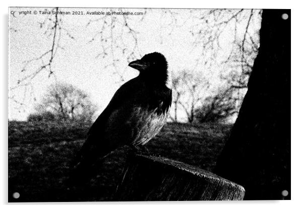 Beautiful Hooded Crow, Corvus Cornix, Drawing Acrylic by Taina Sohlman