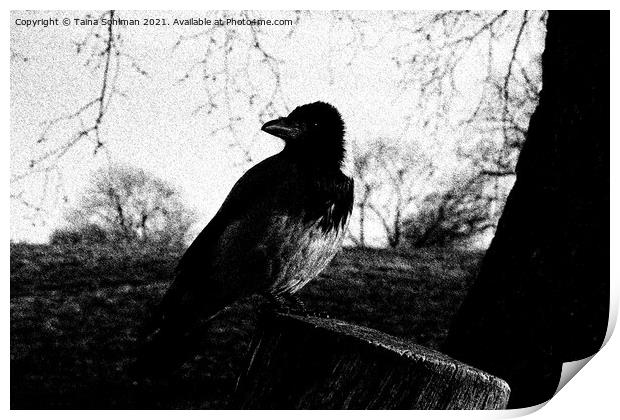 Beautiful Hooded Crow, Corvus Cornix, Drawing Print by Taina Sohlman