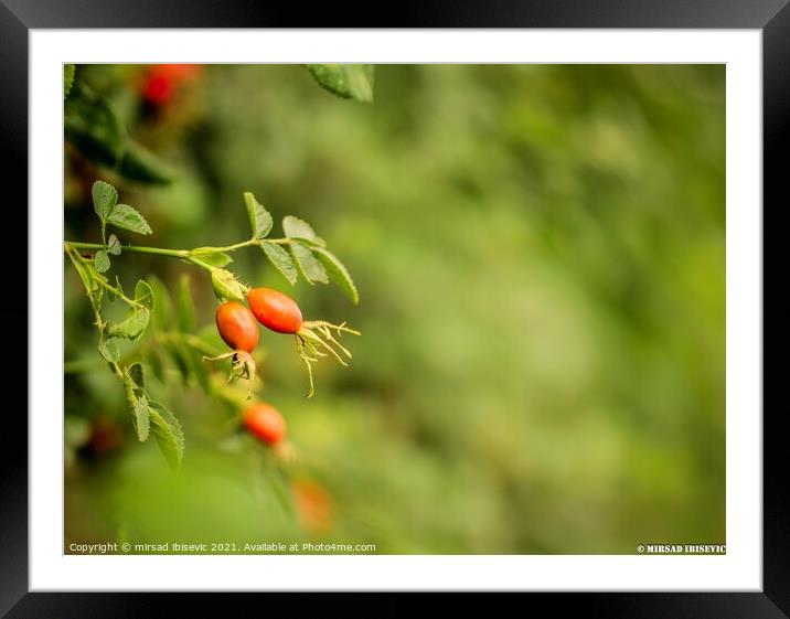 A close up of a tomato Framed Mounted Print by mirsad ibisevic