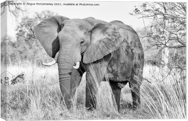Mature bull elephant in grassland, Botswana mono Canvas Print by Angus McComiskey