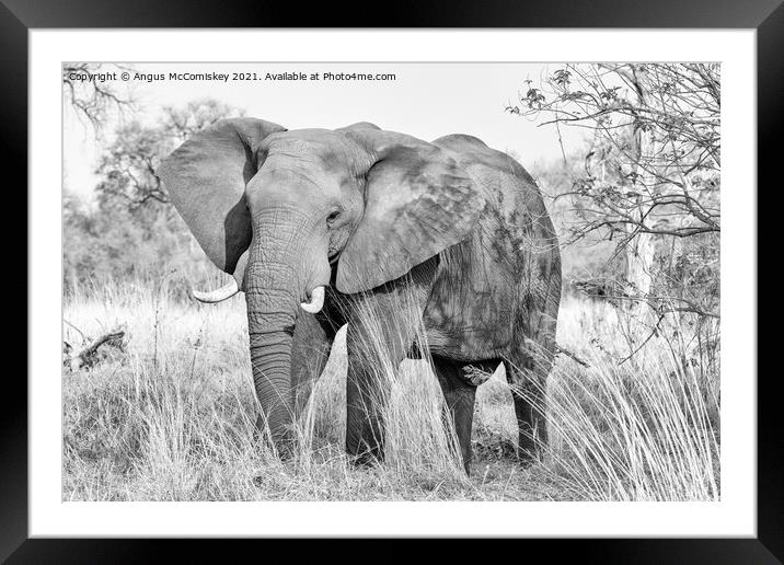 Mature bull elephant in grassland, Botswana mono Framed Mounted Print by Angus McComiskey