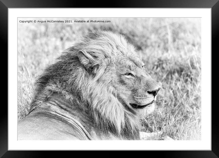 High key mono portrait of a male lion, Botswana Framed Mounted Print by Angus McComiskey