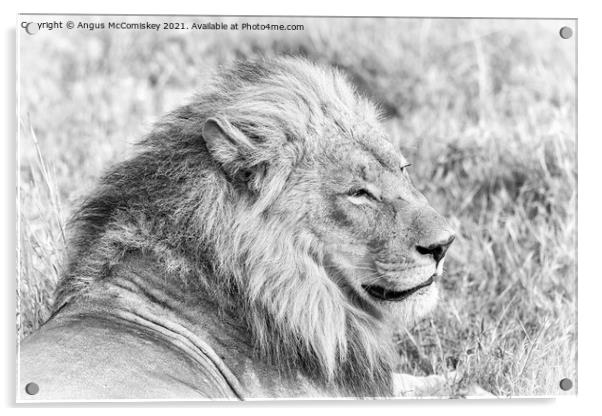 High key mono portrait of a male lion, Botswana Acrylic by Angus McComiskey