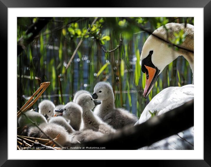 Swan and Cygnets Framed Mounted Print by GEOFF GRIFFITHS