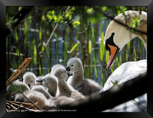 Swan and Cygnets Framed Print by GEOFF GRIFFITHS