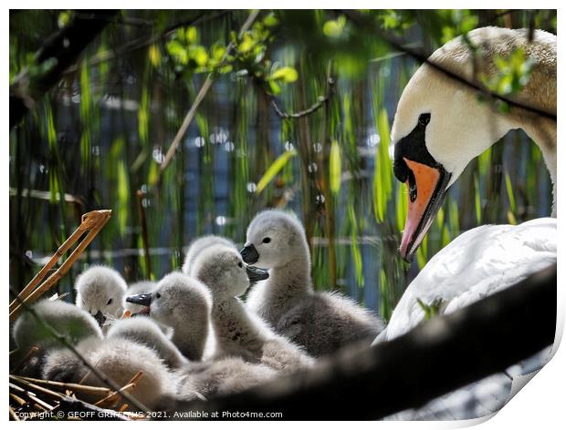 Swan and Cygnets Print by GEOFF GRIFFITHS
