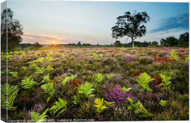 Heather and ferns, New Forest National Park Canvas Print by Justin Foulkes