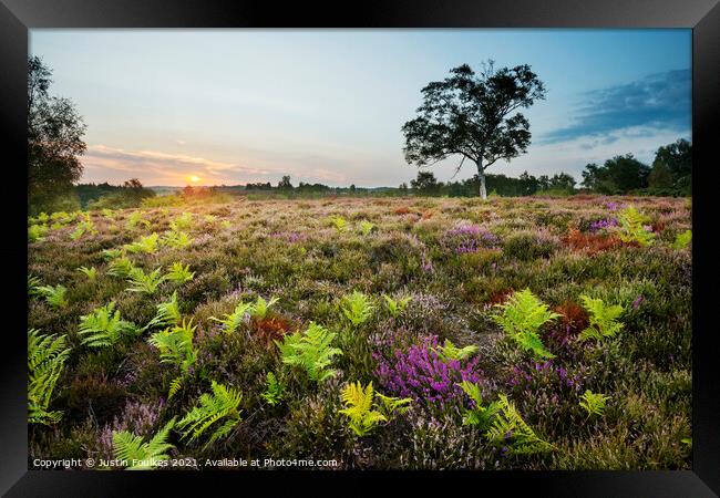 Heather and ferns, New Forest National Park Framed Print by Justin Foulkes