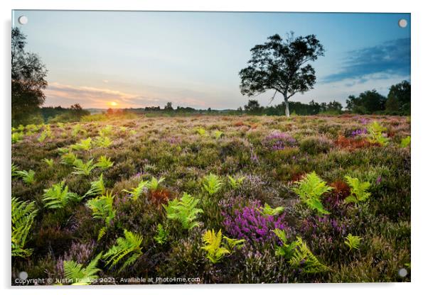 Heather and ferns, New Forest National Park Acrylic by Justin Foulkes