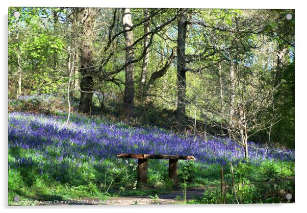 Woolley Wood Bluebell Seat Acrylic by Alison Chambers