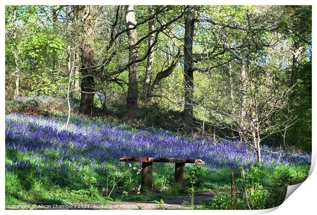 Woolley Wood Bluebell Seat Print by Alison Chambers