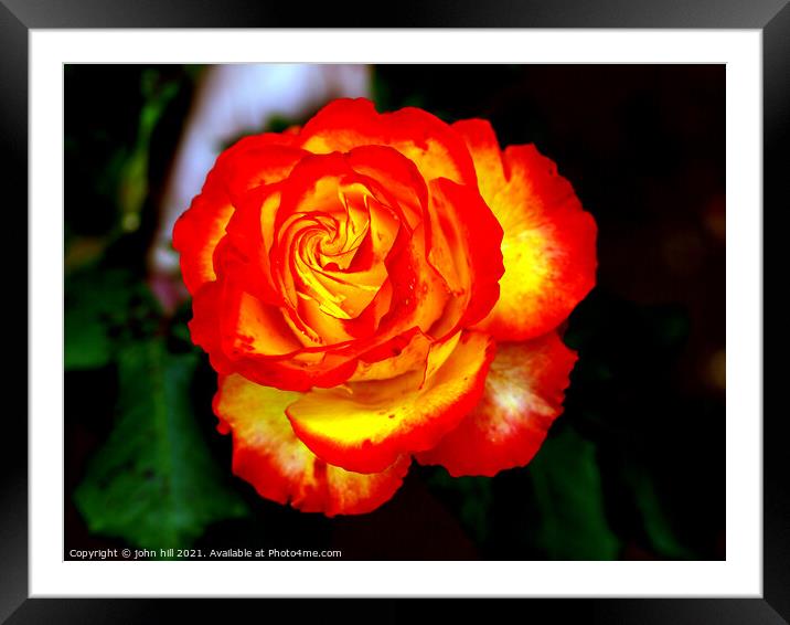 Red and Yellow hybrid Rose Framed Mounted Print by john hill