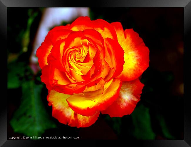Red and Yellow hybrid Rose Framed Print by john hill