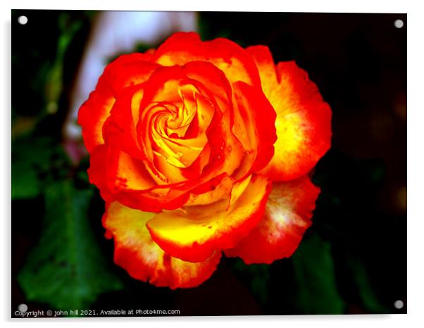 Red and Yellow hybrid Rose Acrylic by john hill