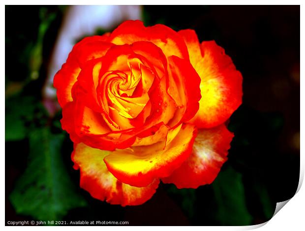 Red and Yellow hybrid Rose Print by john hill