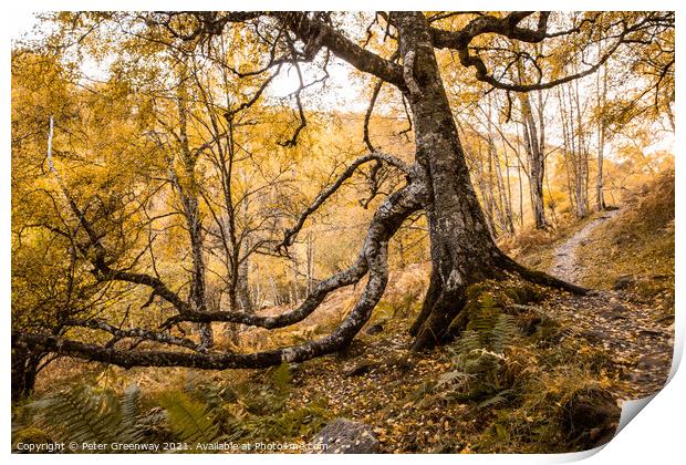 Woodland Around Divach Falls, Scottish Highlands Print by Peter Greenway