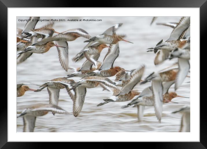 Black-tailed godwits Framed Mounted Print by GadgetGaz Photo