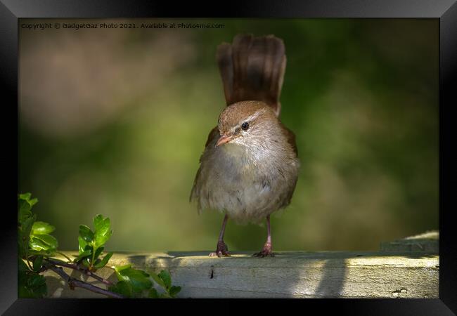 Cetti's warbler in the morning light Framed Print by GadgetGaz Photo