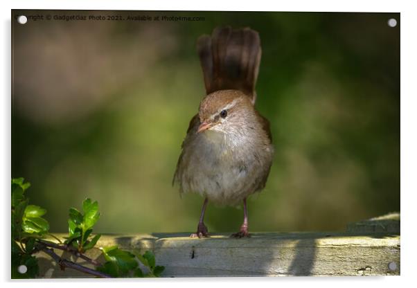 Cetti's warbler in the morning light Acrylic by GadgetGaz Photo