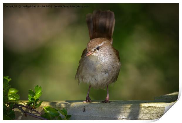 Cetti's warbler in the morning light Print by GadgetGaz Photo