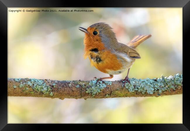 Little Robin redbreast Framed Print by GadgetGaz Photo