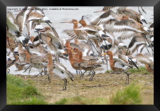 Black-tailed godwits Framed Print by GadgetGaz Photo