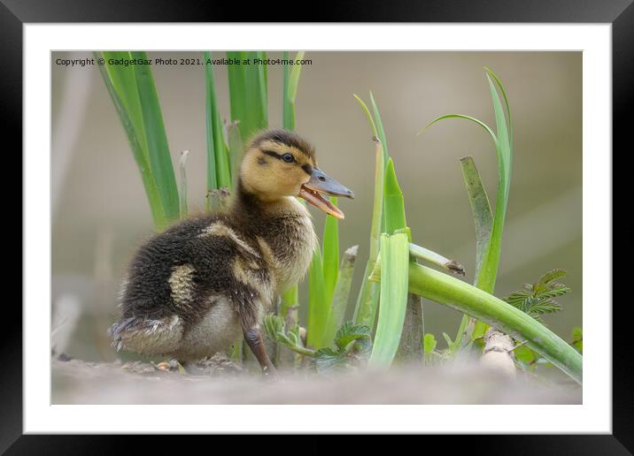 Mallard Duckling Framed Mounted Print by GadgetGaz Photo