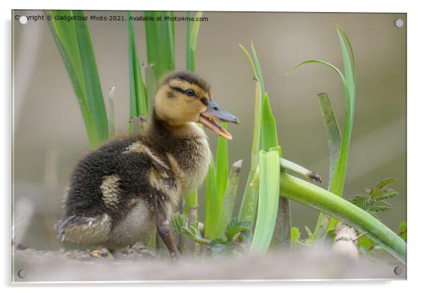 Mallard Duckling Acrylic by GadgetGaz Photo