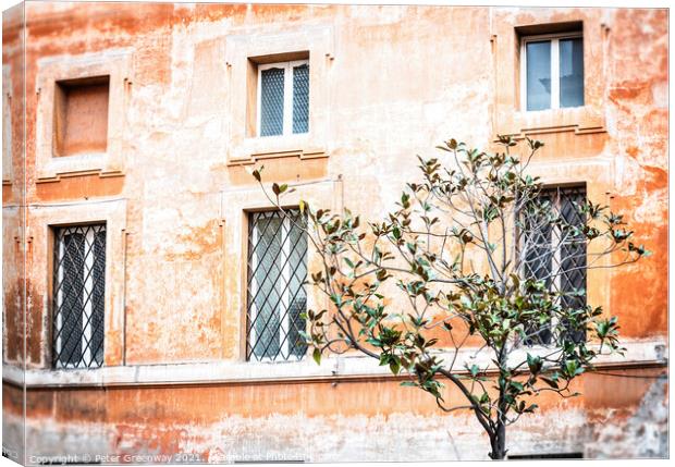 Olive Tree Growing In A Square, Rome, Italy Canvas Print by Peter Greenway